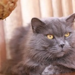 猫カフェ ねこまんまBlog