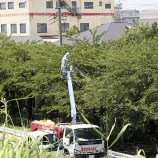 『土手下の道路は桜の名所「新和さくら遊歩道」』の画像