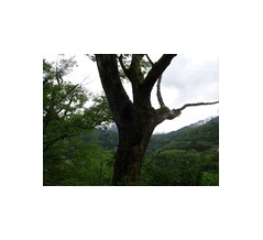 歩合給制度を廃止し、かつチーム営業を導入した！