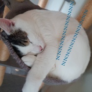 春休みの反動えぐ。と、赤い肉球つくりました。