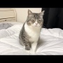 【祝】SNSで超有名な「あの猫」のYouTubeチャンネル、ギネス世界記録に認定！！