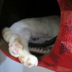 だいちゃんとはなちゃんの猫日記