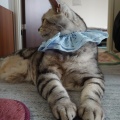 子猫と柴犬