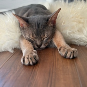 ヤンチャが滲み出る寝相と、AIに特定される坊