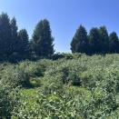 【夏のおうち仕事】早く行ったつもりでもまだ遅いのかぁ！気象の異常はもう通常！！