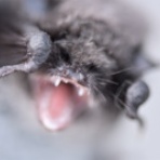 恋ふ森野郎の研究日誌