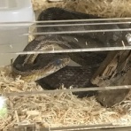 居酒屋みんちょうたん #minchotan