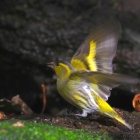 『投稿：BORG89EDによる野鳥5態＆月面情報　2021/11/28』の画像