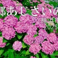 上郷あじさいの丘動画