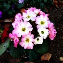 Google Gemini 0010: アーリー・ダンスホール・レゲエ・ディージェイ・アルバム４０選を作成してみました