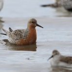 ヒロちゃんの花と鳥日記
