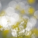 菜の花