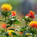 #4989 くれなゐの末咲く花の色深くうつるばかりも摘み知らせばや