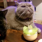 ”猫おでん”あり〼。