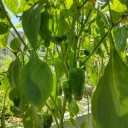 ��ǯ��֤�ʤ���ä���ޤ��͡�7�������Хå��ࡼ��(^_^)��