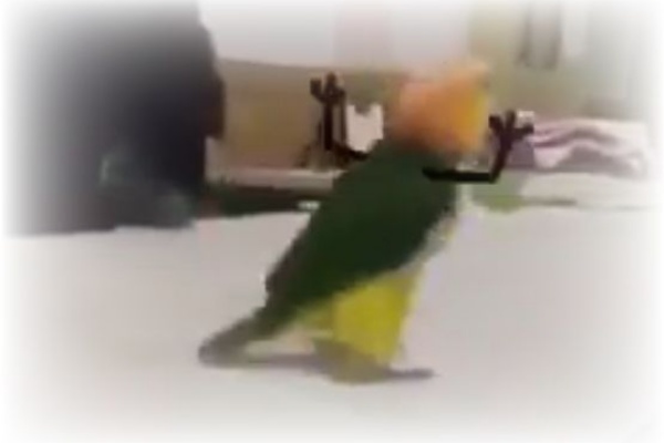 Twitdon ツイドン Twitterと2chのみんなの声 インコ