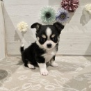 NewFace✨ブラックタンホワイトのチワワ‎🤍🖤