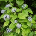 学能堂山の山芍薬とイナモリソウ