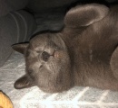 【画像】ネッコ、おこたの中でお昼寝する