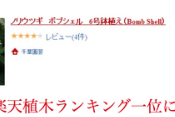 ノリウツギ ボブシェル アジサイを楽しみましょう