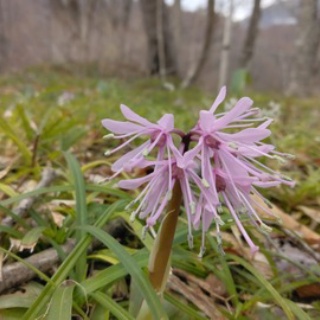 森の温泉～駒の湯温泉通信