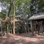 大阪の歴女と歴犬