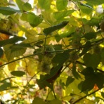 La paixの畑とパン