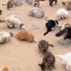 QQQ(海外の反応)