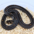 【新入荷】ハブモドキ2種、その他