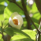 『夏椿　１』の画像