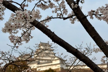 姫路城の桜を見てきました(26/3/29撮影) @ 兵庫県姫路市