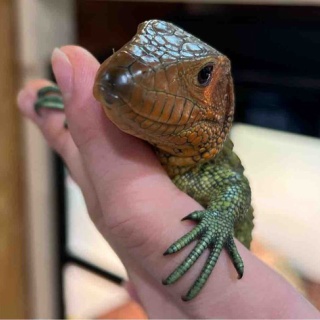 爬虫類倶楽部大宮店公式ブログ