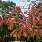 東京おとなガレージ