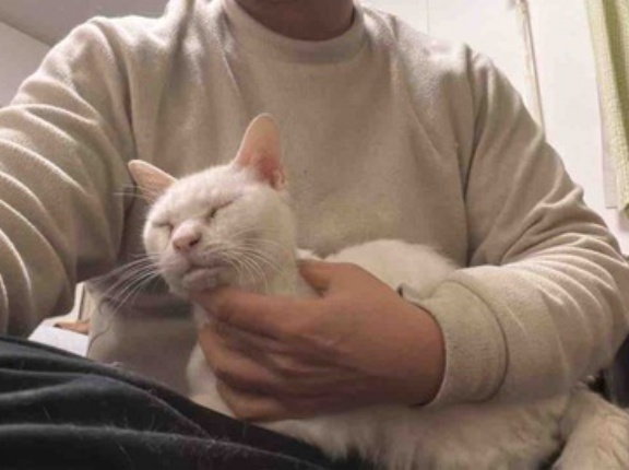 ウチューネコ、皮下輸液慣れする　20260125