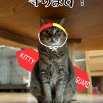 猫とお酒と日々のこと