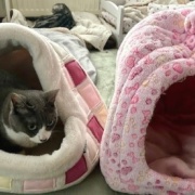 「小さな猫ベッドには入れないよ」と大きな猫に言ったら・・・