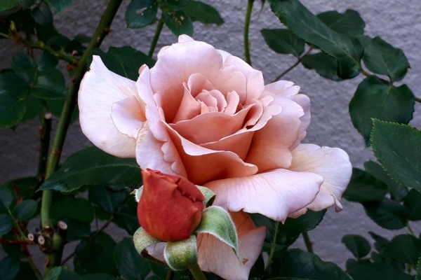 マニアックmomの庭 つるジュリア