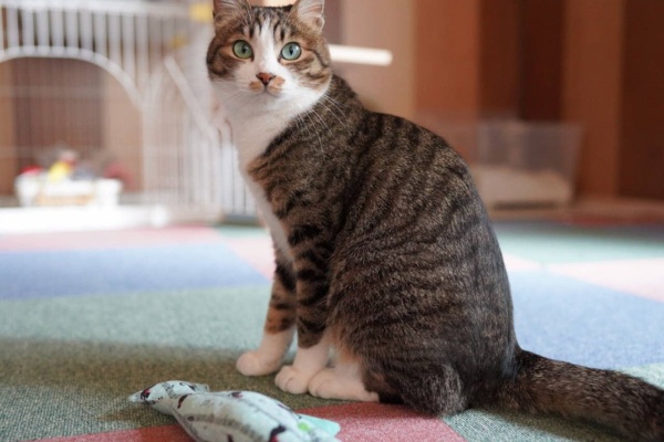 ねことアパートと1人暮らし とらやんとおらと フォトコンテスト