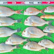 2026年8月8日　釣果