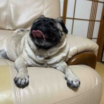 パグ・金太郎ブログ♪