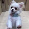 こんにちワン！！【361827 ポメチー】