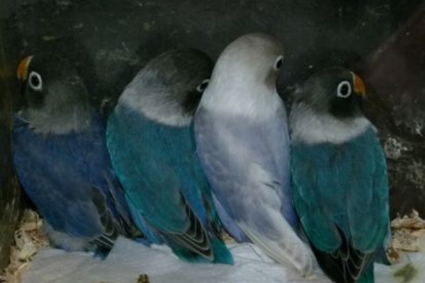 元さんの藍と鳥ワールド ボタンインコ