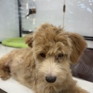 🐶今週のわんこ🐶