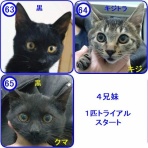 魚沼アニマルサポート・毎日里親募集中