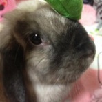 リビングの住人たち