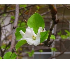 リンゴの花・大きいショウジョウバッタ現る