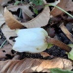 花のある暮らし