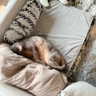 枕を縦に使うぼくちん