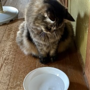 氷を見つめるマロちゃん