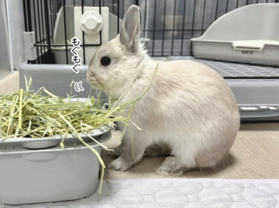 うさぎのルリ(12/7追記)